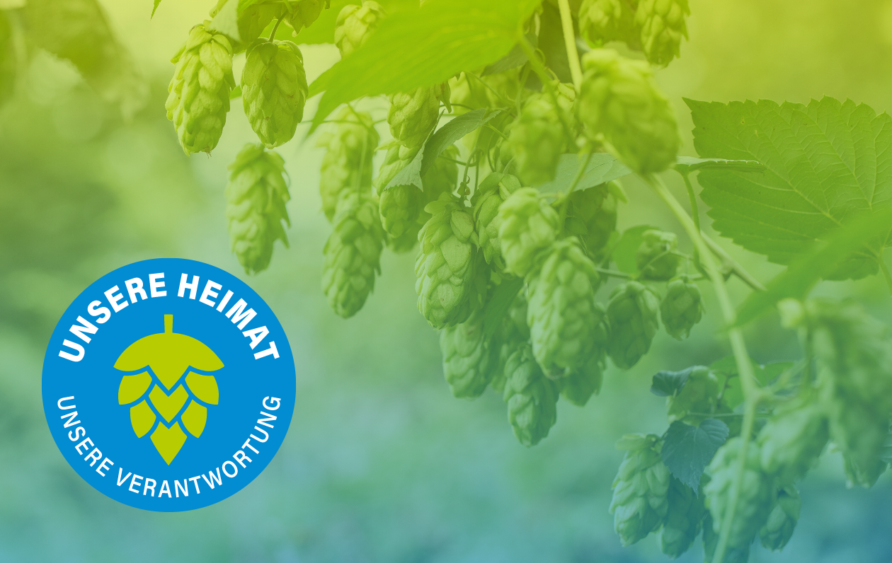 Freie Wähler Tettnang Eine Hopfenranke mit Hopfen